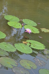 pink water Lilly in a pond with Lillypads