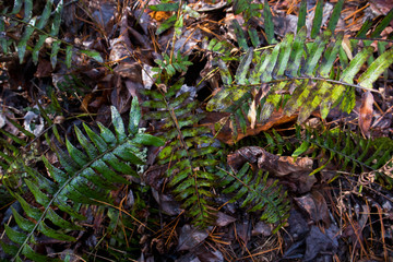 cactus in the forest