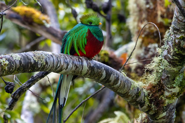 Quetzal on a branch facing right