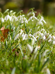 Rows of snowdrops with bokeh