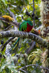 Quetzal on a branch with full tail