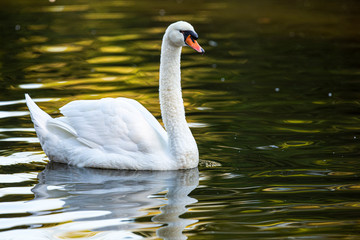 Mute Swan (Cygnus olor) on a lake, Gijon, Asturias, Spain.