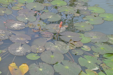 pond covered in Lillypads