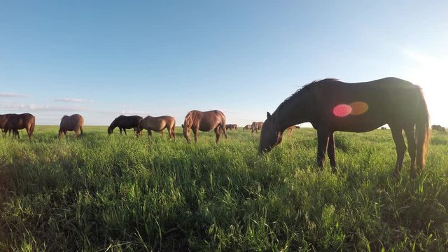 Wild mustangs graze at sunset