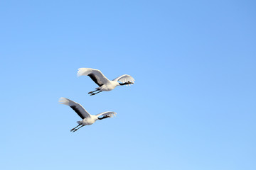 Obraz premium タンチョウヅル