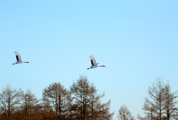 タンチョウヅル