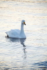 屈斜路湖の白鳥