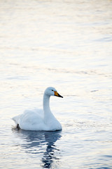 Fototapeta premium 屈斜路湖の白鳥