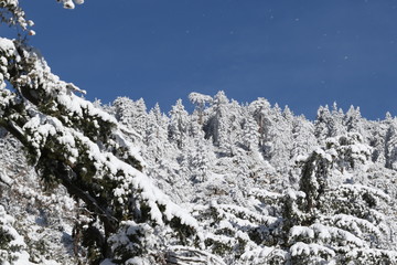 snow covered trees in mountains