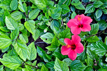 Two pink flowers and lush green leaves, offset with text space.