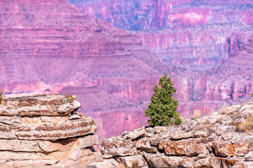 Grand Canyon Landscape from Moran Point