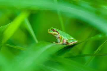 アマガエル