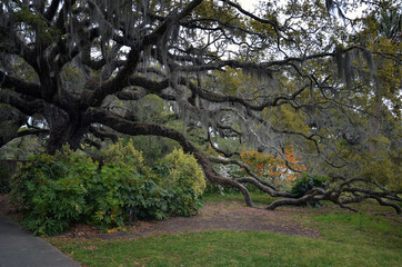 Large Southern oak tree