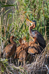 Purple Heron (Ardea purpurea) adult feeding chicks on nest in reeds, Baden-Wuerttemberg, Germany