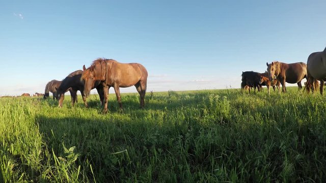 Wild mustangs graze at sunset