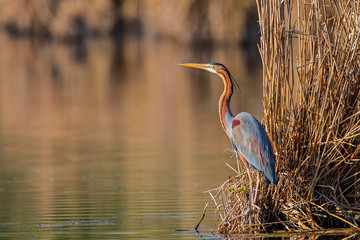 Purple Heron (Ardea purpurea) adult standing in reeds, Baden-Wuerttemberg, Germany