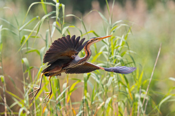 Purple Heron (Ardea purpurea) adult flying, Baden-Wuerttemberg, Germany