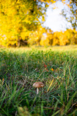 vertical photo of a mushroom on the background of a yellow autumn forest