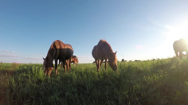 Wild mustangs graze at sunset