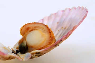 Scallops isolated on a white background