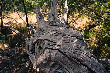 trunk of a tree