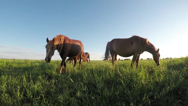 Wild mustangs graze at sunset
