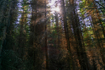 Sunny day in the autumn forest. The warm autumn sun illuminates the trunks of fir trees in a colorful autumn forest.