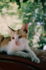 cute orange white kitten love to play with human 