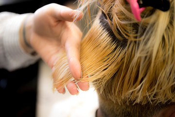 Fototapeta premium Hair Cutting of man's hair