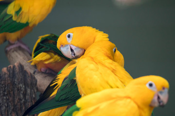 Lovely sun conure parrot birds on the perch. flock of colorful sun conure parrot birds interacting.