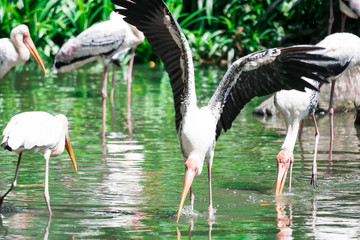 Yellow billed stork, (Mycteria ibis), fishing in water in a lake