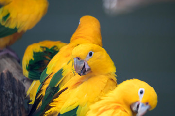 Lovely sun conure parrot birds on the perch. flock of colorful sun conure parrot birds interacting.