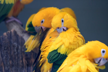 Lovely sun conure parrot birds on the perch. flock of colorful sun conure parrot birds interacting.