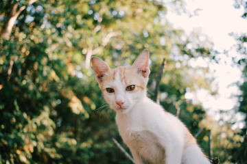cute orange white kitten love to play with human 