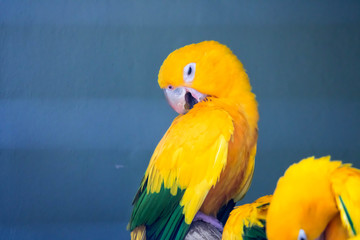 A group of cute pet parrots Sun Conure (Aratinga solstitialis) perched on the log