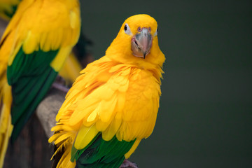 A group of cute pet parrots Sun Conure (Aratinga solstitialis) perched on the log