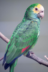 Yellow-headed amazon close up. A close up view of the head and shoulders of a lovely yellow-headed amazon parrot.
