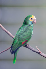 Belize yellow headed amazon, Amazona oratrix belizensis, Parakeet, Parrot.