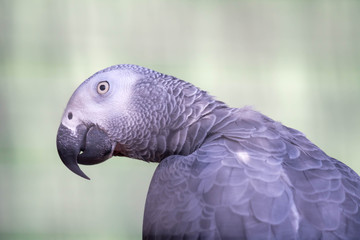 African Grey Parrot - Psittacus erithacus in a green blurry background