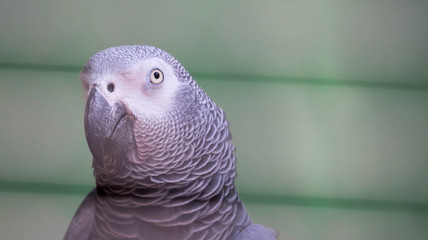 African Grey Parrot - Psittacus erithacus in a green blurry background