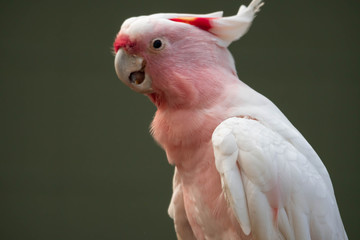 Major Mitchell's cockatoo (Lophochroa leadbeateri), Pink parrot, often seen in Australia