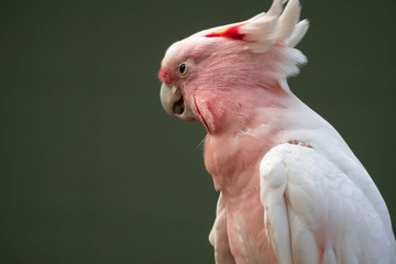 Major Mitchell's cockatoo (Lophochroa leadbeateri), Pink parrot, often seen in Australia