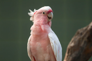 Major Mitchell's cockatoo (Lophochroa leadbeateri), Pink parrot, often seen in Australia