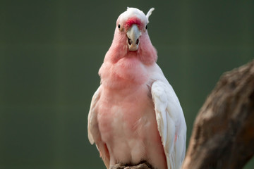 Major Mitchell's cockatoo (Lophochroa leadbeateri), Pink parrot, often seen in Australia
