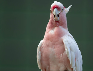 Major Mitchell Cockatoo also known as Leadbeater's Cockatoo or Pink Cockatoo