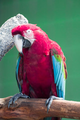 Scarlett Macaw bird parrot looking curious