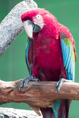 Scarlett Macaw bird parrot looking curious