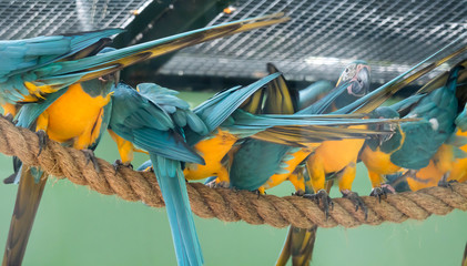Flock of Blue-and-yellow macaw (Ara ararauna) South American parrot native to Venezuela, Peru, Brazil, Bolivia, and Paraguay © Bill
