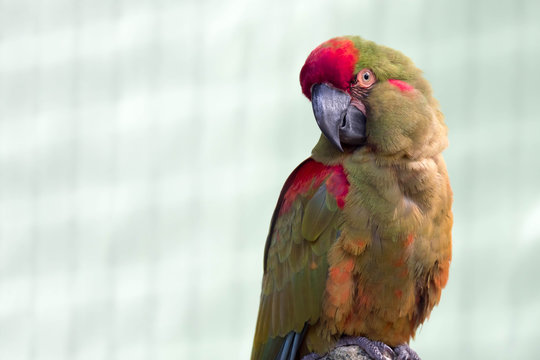 Red-fronted Macaw, Ara rubrogenys