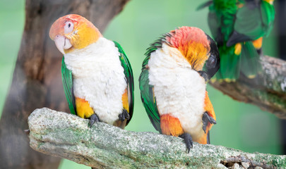 Caique, White Bellied, Pionites leucogaster, seven-color Parrot